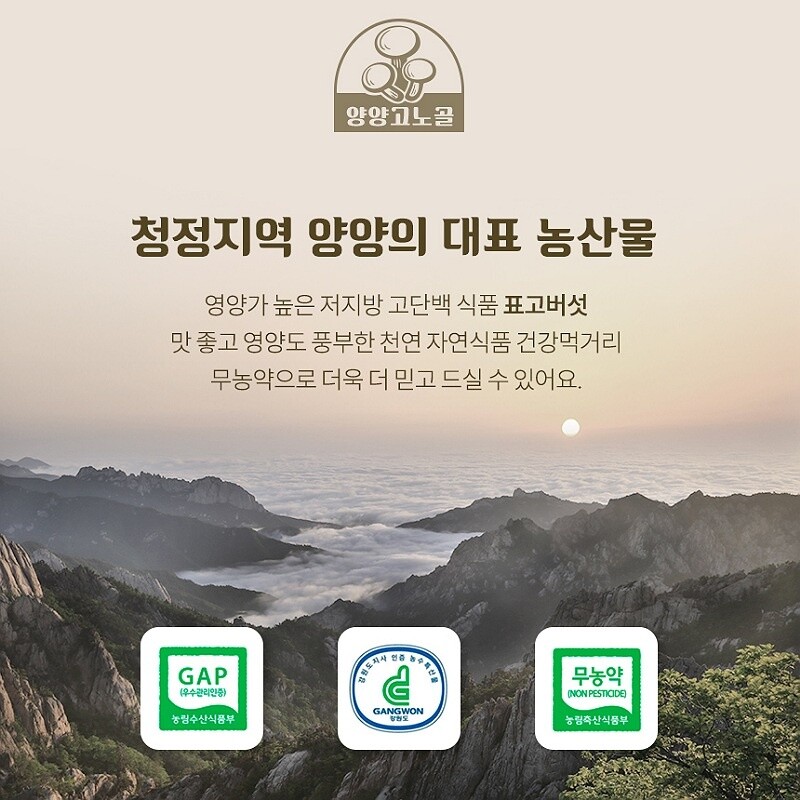 양양군 양양고노골표고농장 표고버섯 양양표고버섯 양양 고노골 생표고버섯 무농약 직접재배 표고버섯분말 친환경 표고버섯선물세트 선물세트 추석선물세트 설날선물세트 명절선물세트