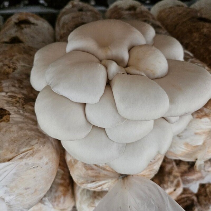 양양표고 고노골표고농장