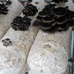 양양고노골고기흑느타리